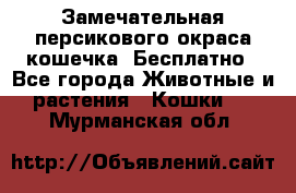 Замечательная персикового окраса кошечка. Бесплатно - Все города Животные и растения » Кошки   . Мурманская обл.